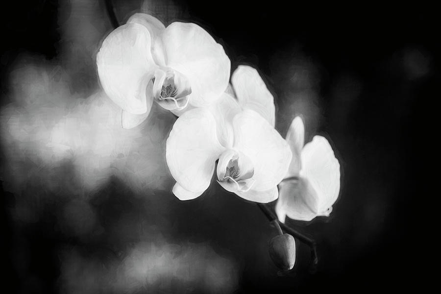 Perfect Phalaenopsis Orchid BW Photograph by Rich Franco