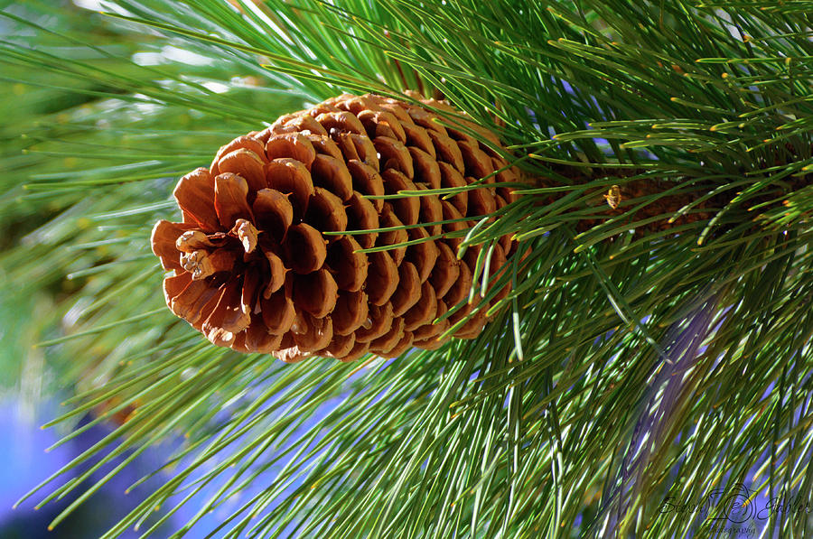 Perfect Pinecone Photograph by Steph Gabler