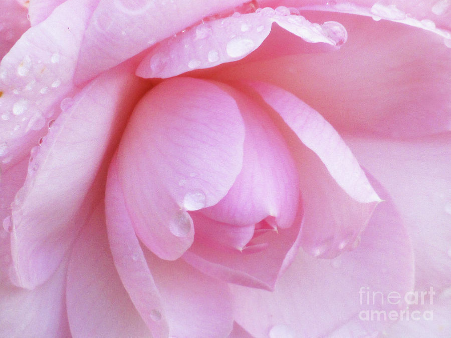 Camellia Photograph - Perfect Pink 2 by Kim Tran