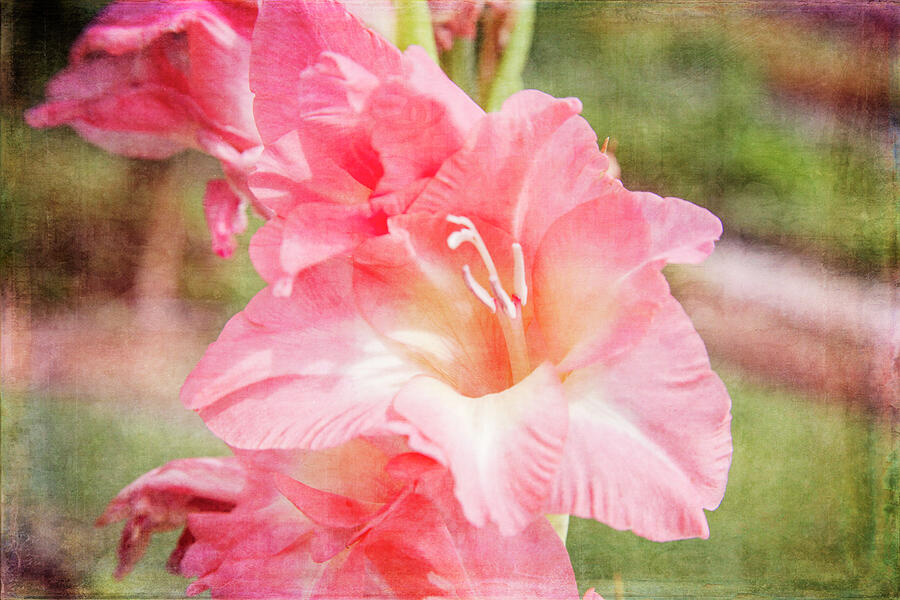 Perfect Pink Canna Lily Photograph By Toni Hopper Pixels