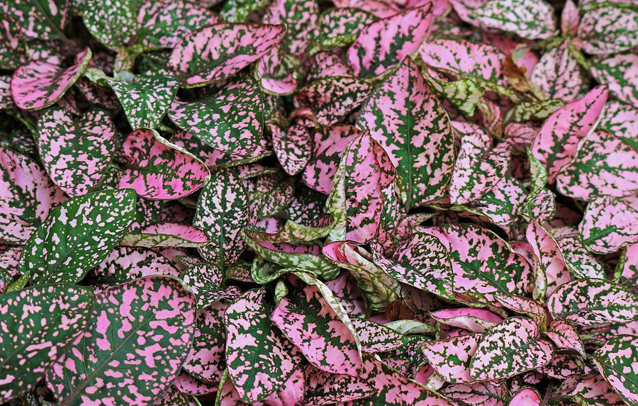 Perfect Pink Hypoestes I Photograph by Michiale Schneider