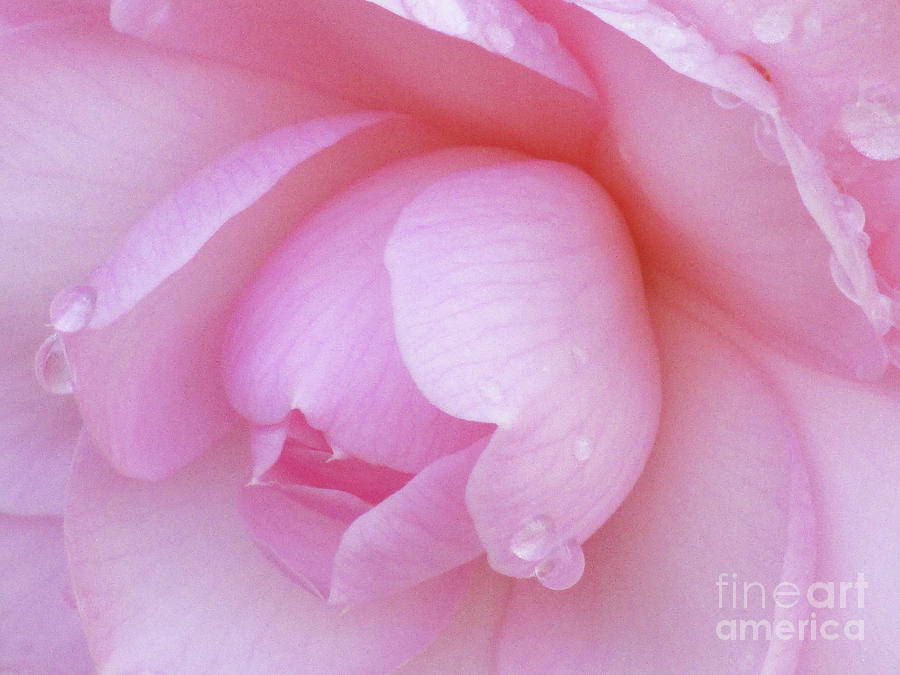 Camellia Photograph - Perfect Pink by Kim Tran
