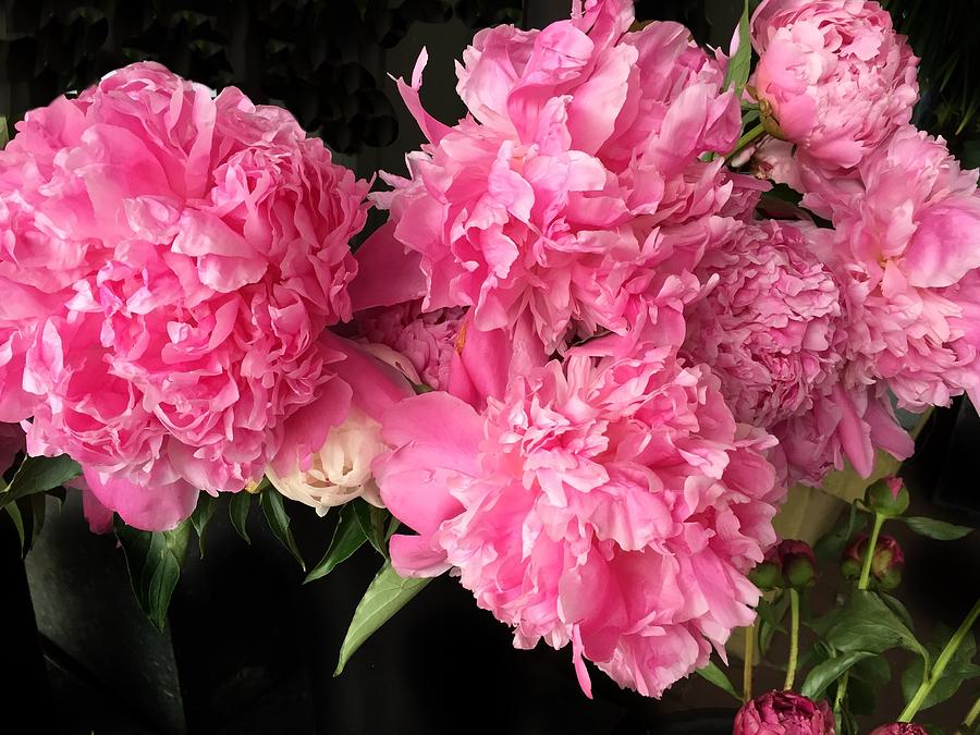 Perfect Pink Peonies Photograph by Anne Sands