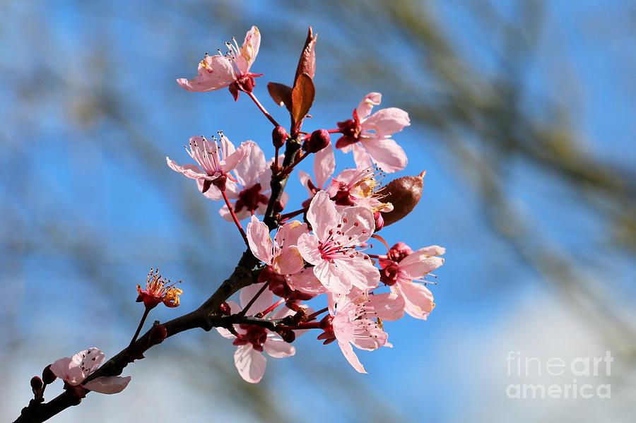 Flower Photograph - Perfect Pink Prunus Plum Blossom by Jackie Tweddle