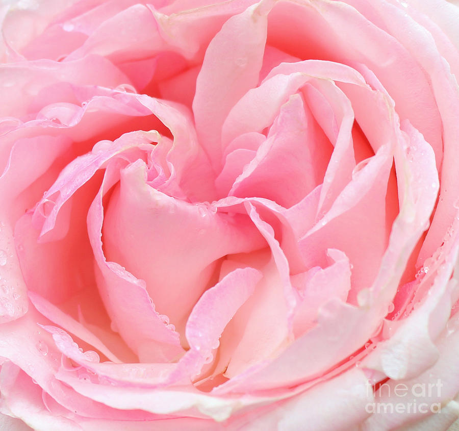 Portland Photograph - Perfect Pink Rose by Janice Paige Chow