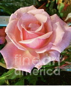 Perfect Pink Rose Painting by Jenny Lee