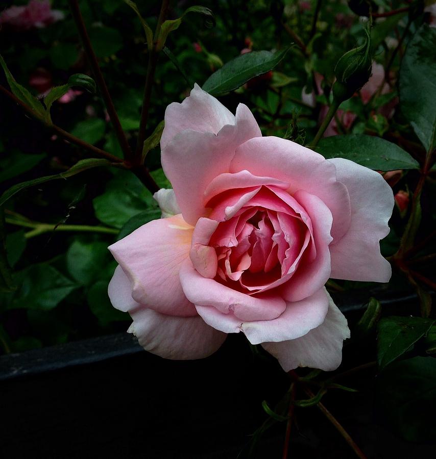 Perfect Pink Rose Photograph by Kate Gibson Oswald