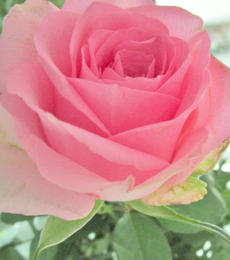 Perfect Pink Rose Photograph by Sharon Ackley