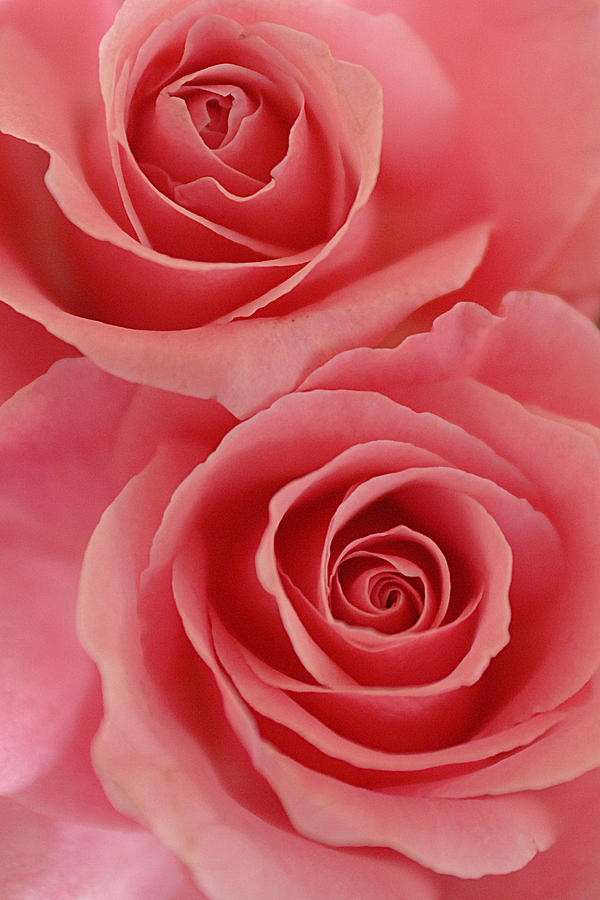 Perfect Pink Roses Photograph by Jill Reger