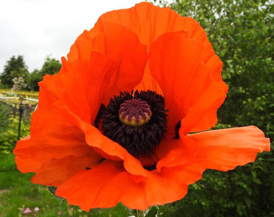 Perfect Poppy Photograph by Debbie Crisp - Fine Art America