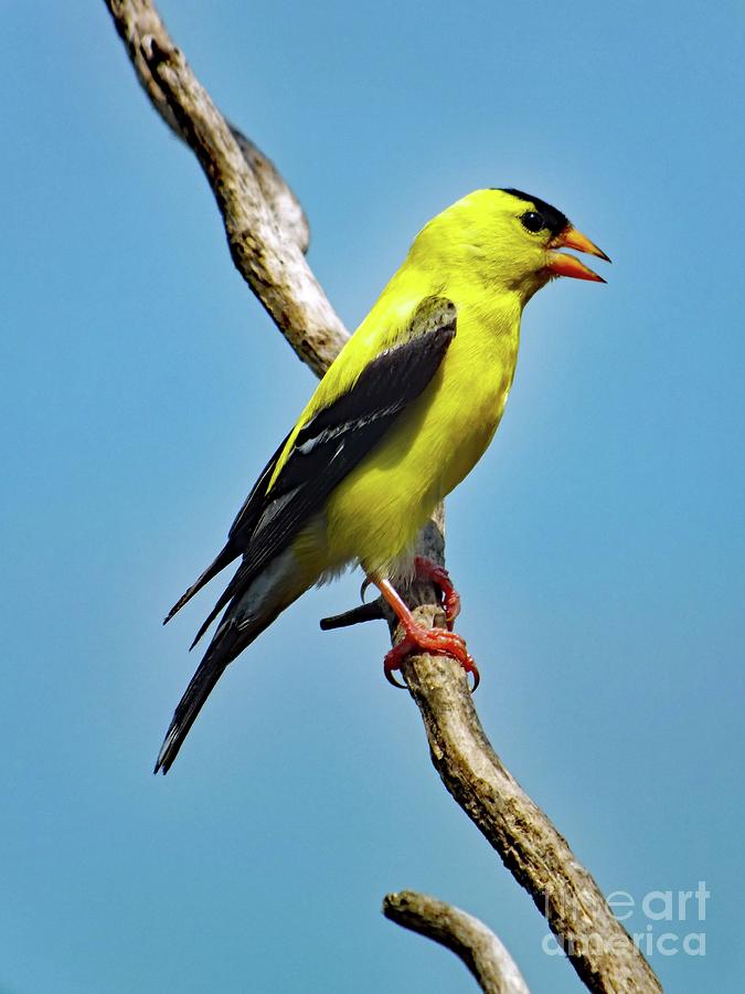 Perfect Profile - American Goldfinch Photograph