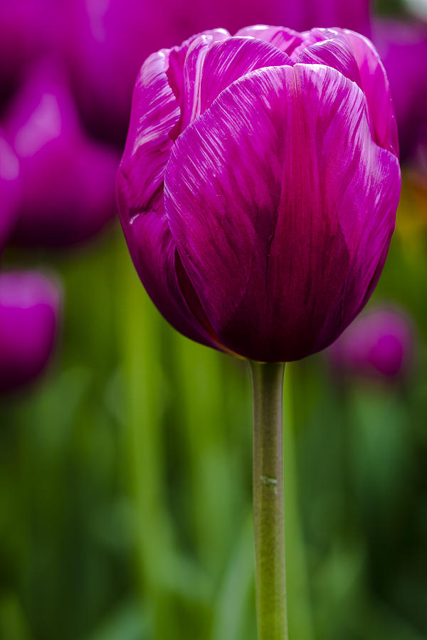 Perfect Purple Tulip Photograph by Teri Virbickis