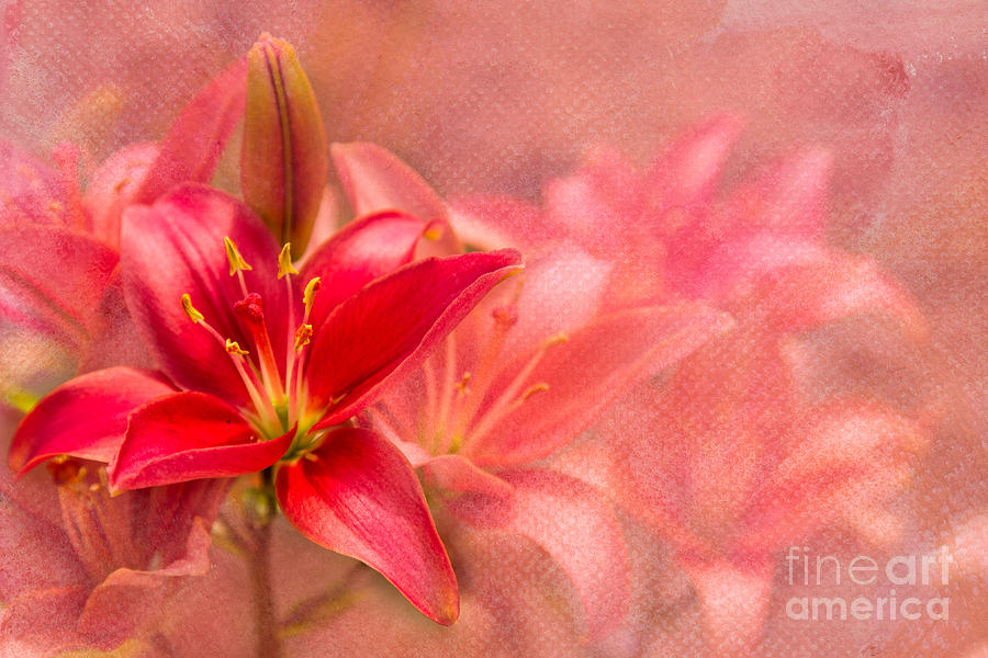 Perfect Red Photograph by Marilyn Cornwell
