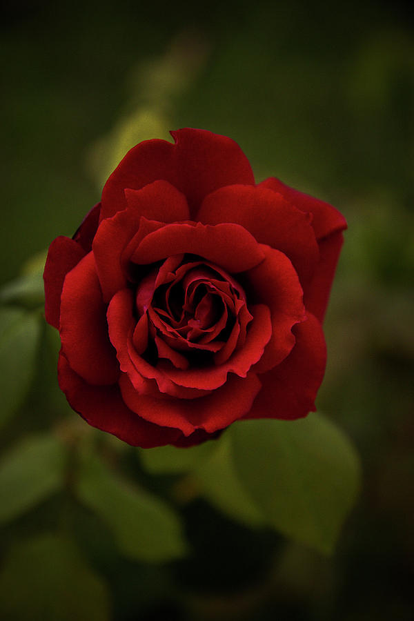 Perfect Red Rose Photograph by Paulina Fadrowska - Fine Art America