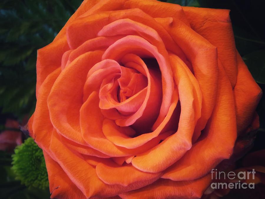 Perfect Rose Photograph by Diana Rajala