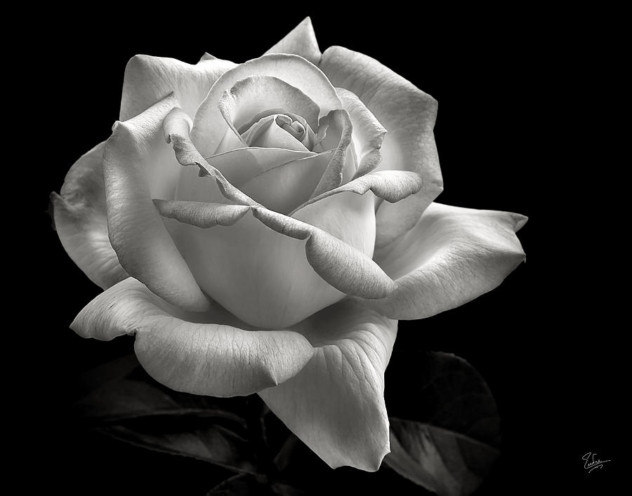 Perfect Rose in Black and White Photograph by Endre Balogh