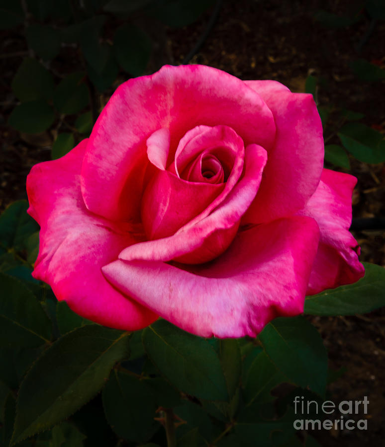 Perfect Rose Photograph by Robert Bales