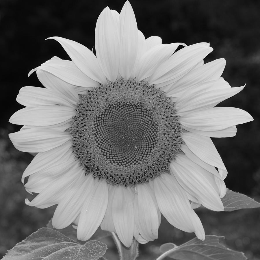 Perfect Round Sunflower in a Square - Black and White Photograph by ...