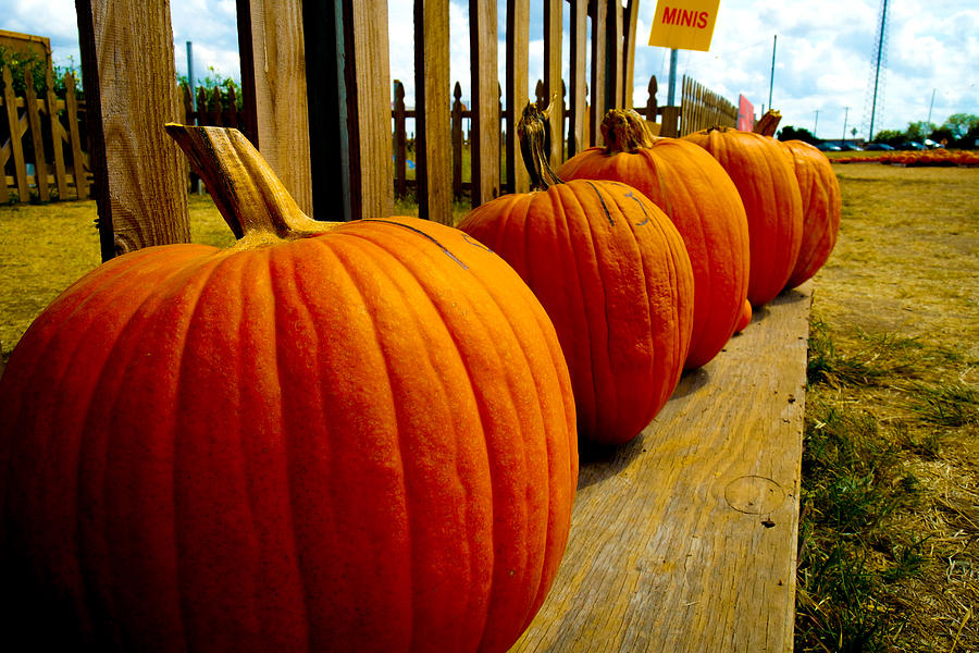 Perfect Row of Pumpkins Photograph by Marisela Mungia