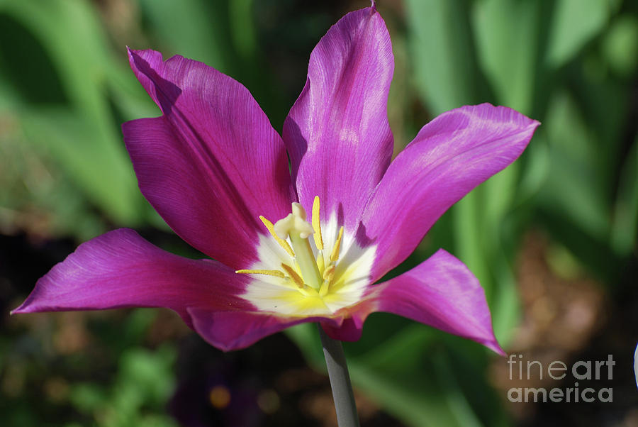 Perfect Single Dark Pink Tulip Flower Blossom Blooming Photograph by DejaVu Designs