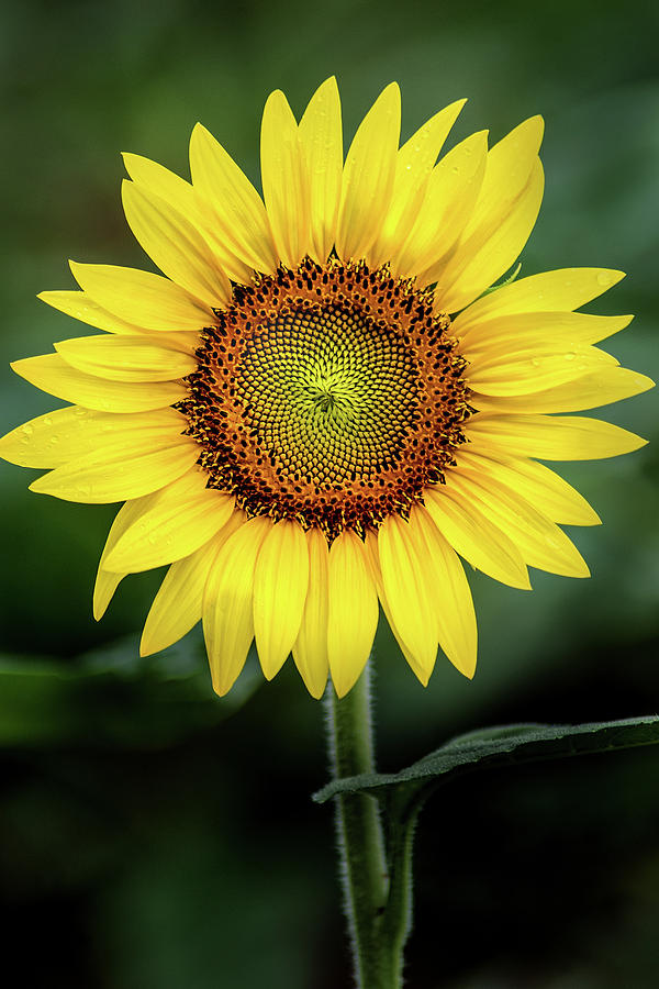 Perfect Sunflower Photograph by Don Johnson