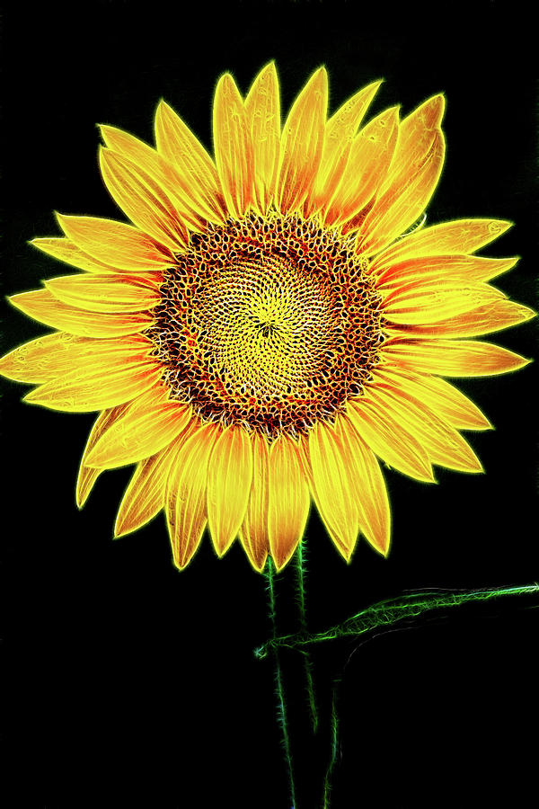 Perfect Sunflower-Fractalius Photograph by Don Johnson