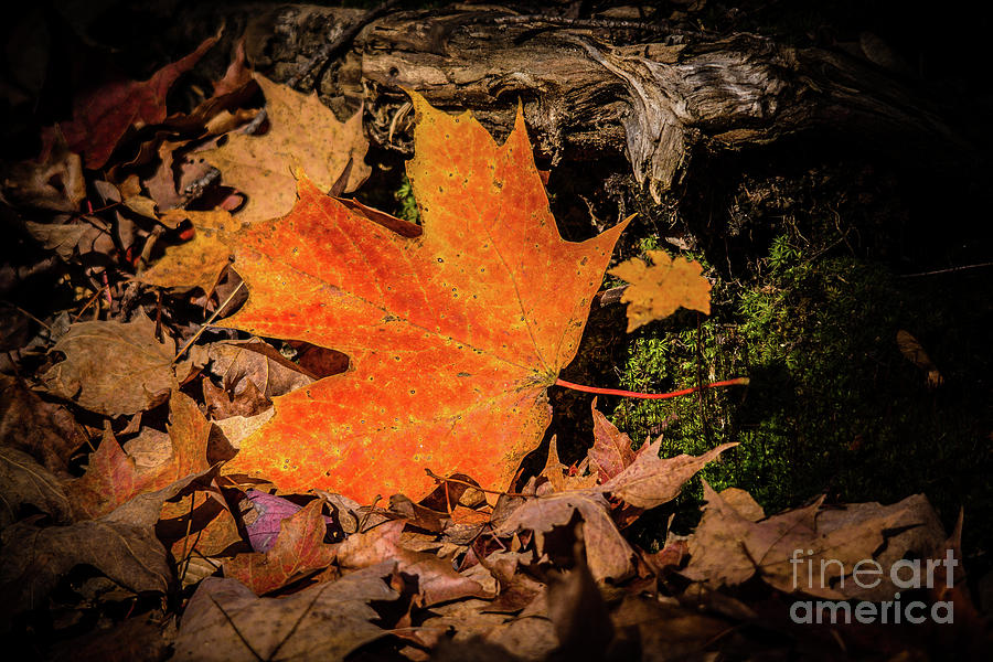 Perfect Sunlit Maple Leaf Photograph by Cheryl Baxter