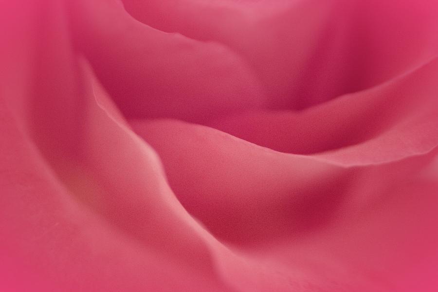 Rose Photograph - Perfect Sweetness by The Art Of Marilyn Ridoutt-Greene
