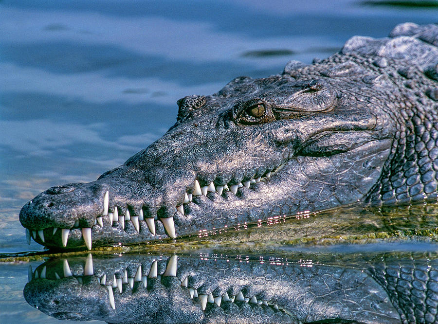 Crocodile Photograph - Perfect Teeth by Happy Home Artistry