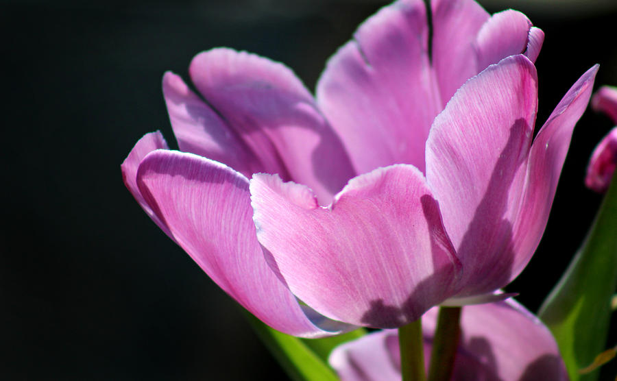 Perfect Tulip Photograph by Denise Irving | Fine Art America