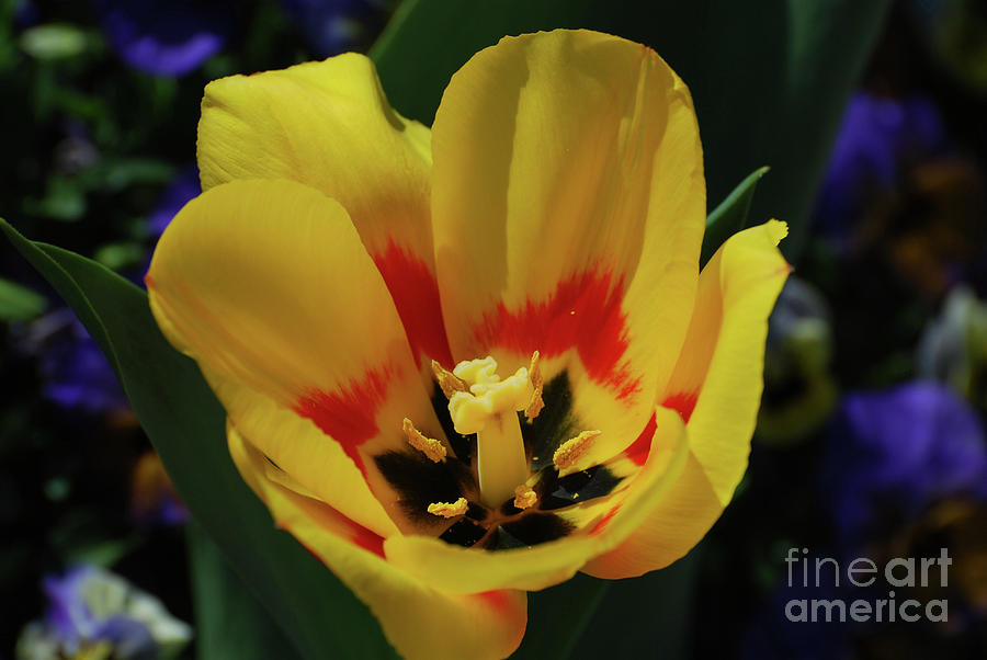Perfect Yellow and Red Flowering Tulip in a Garden Photograph by DejaVu Designs
