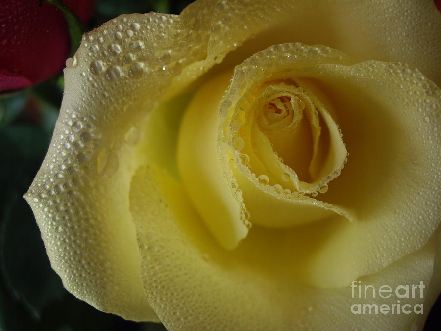 Yellow Rose Beauty Photograph by Carol Komassa