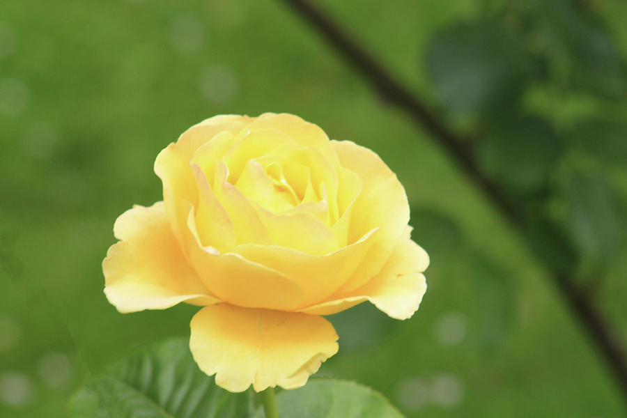 Perfect Yellow Rose by Jodi Vetter Perfect Yellow Rose by Jodi Vetter