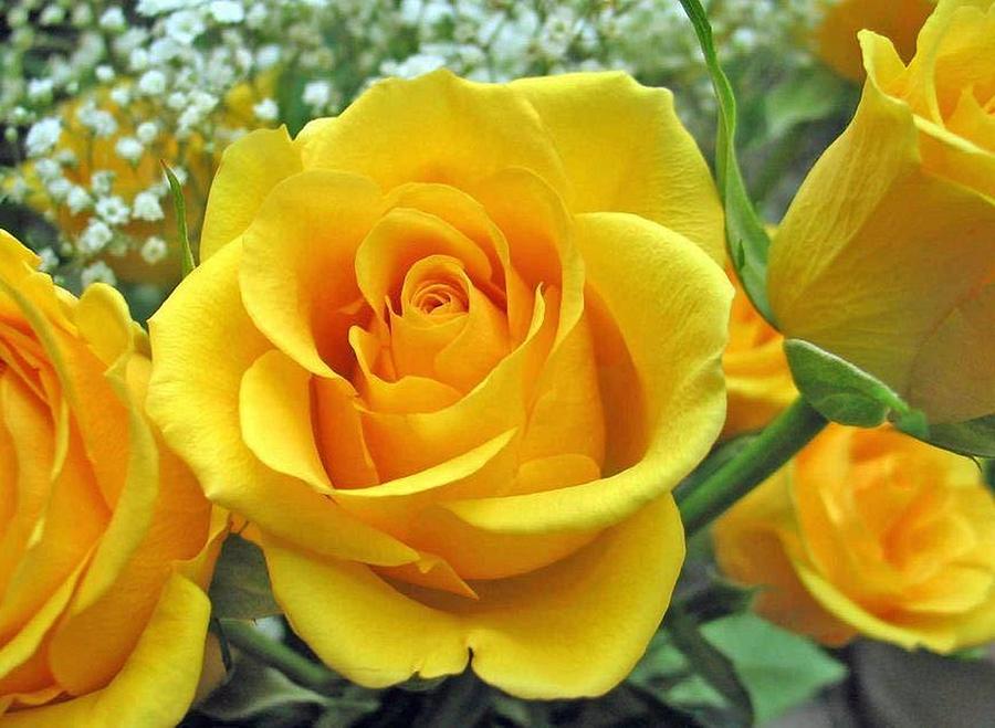 Perfect Yellow Rose  Photograph by Sharon Duguay