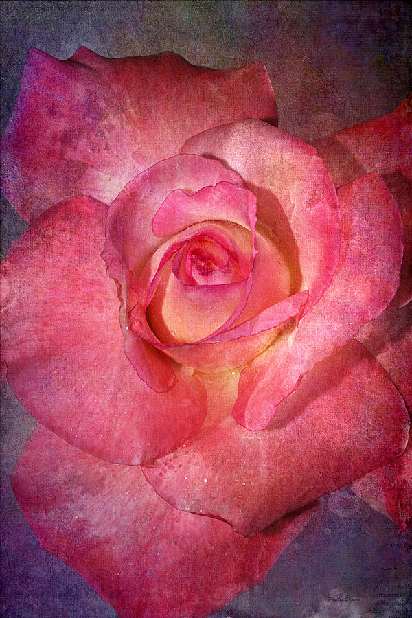 Rose Photograph - Perfection In Pink by Phyllis Denton
