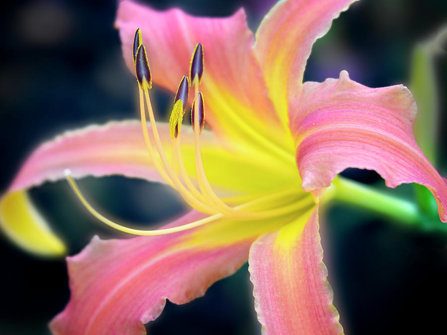 Perfection of a bloom. Photograph by Usha Peddamatham
