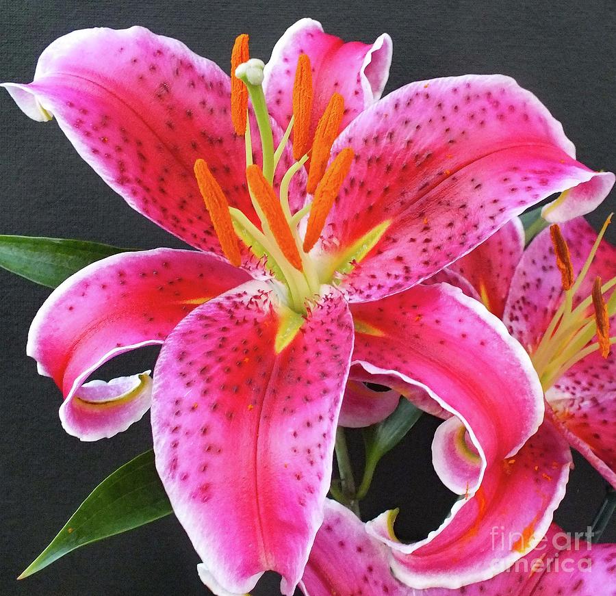 Lily Photograph - Perfection of Nature - Stargazer by Cindy Treger