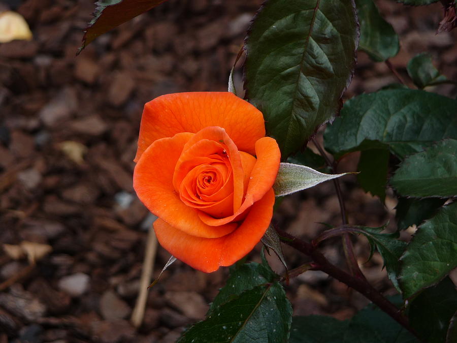 Summer Photograph - Perfection of the Rose by Joanne Oram 