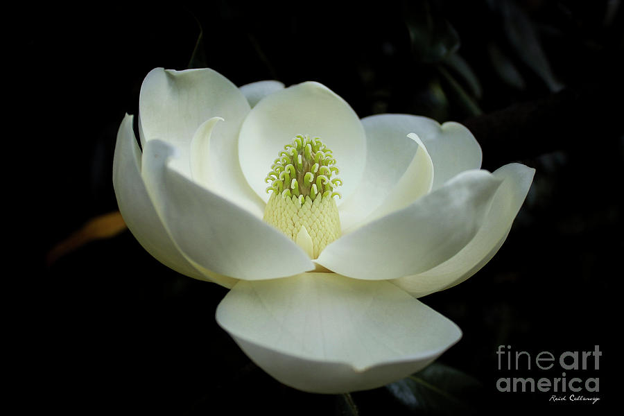 Perfectly Magnificent Magnolia Flower Art Photograph by Reid Callaway