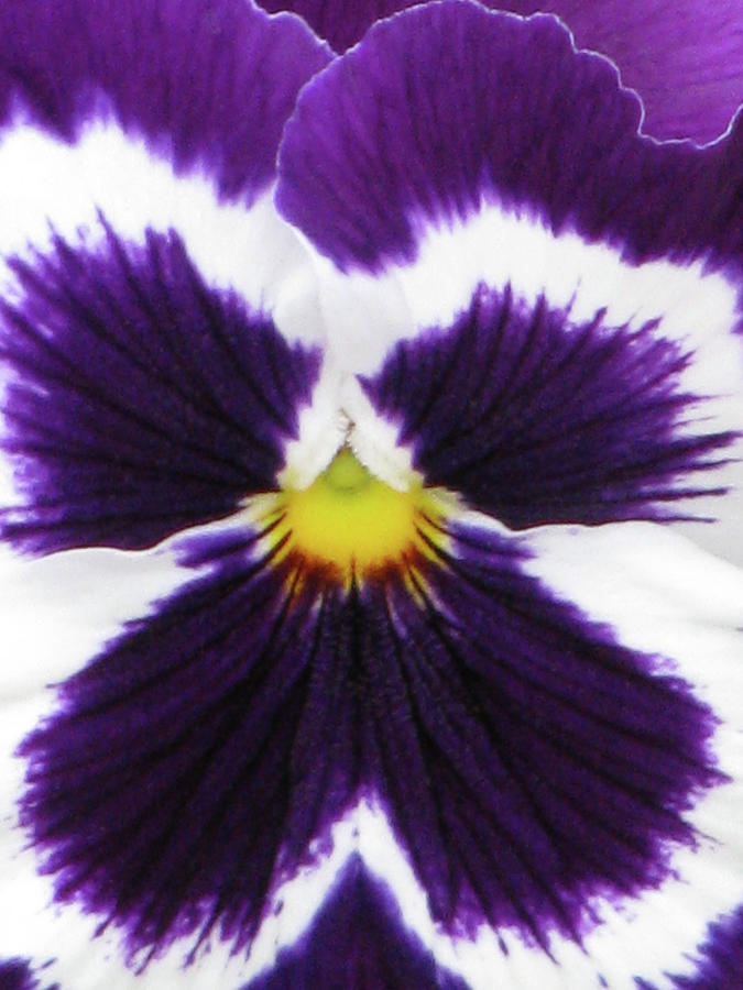 Perfectly Pansy 01 Photograph by Pamela Critchlow