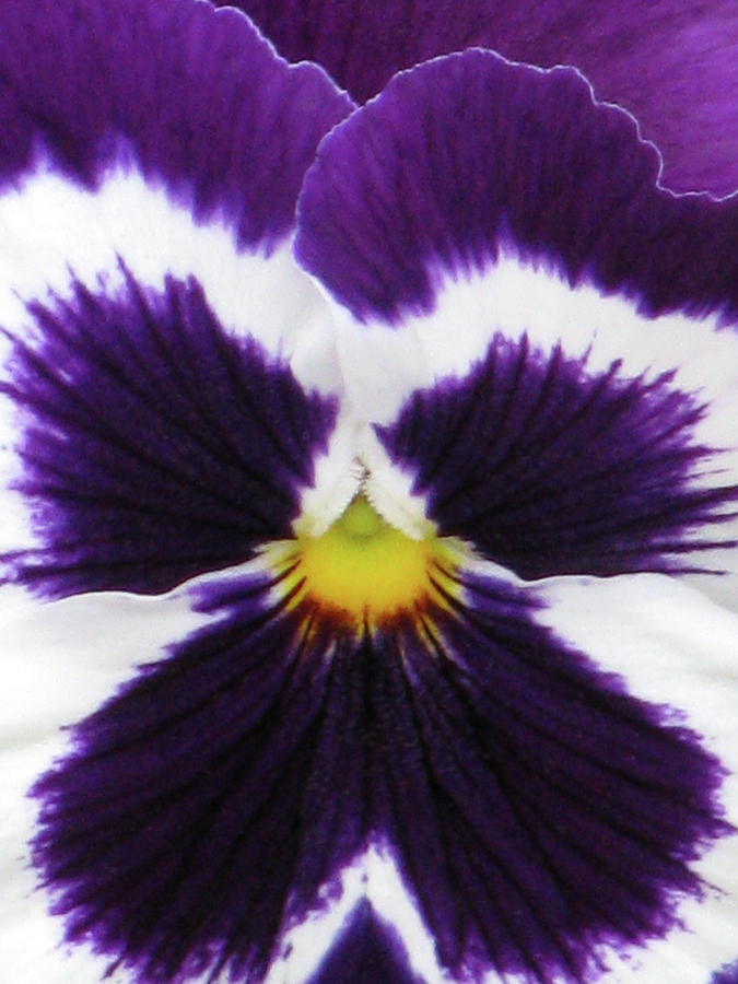 Perfectly Pansy 02 Photograph by Pamela Critchlow
