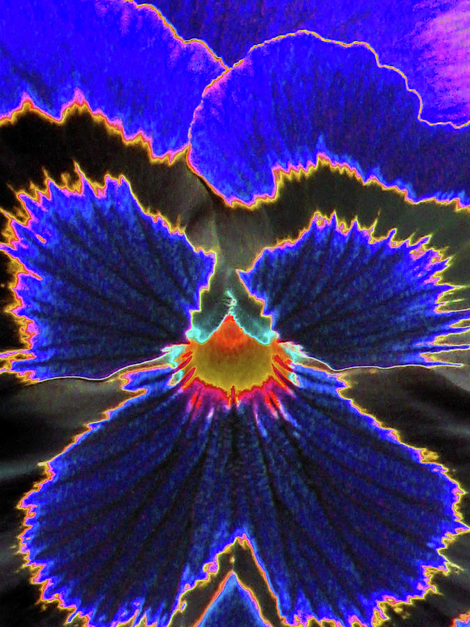 Perfectly Pansy 02 - PhotoPower Photograph by Pamela Critchlow