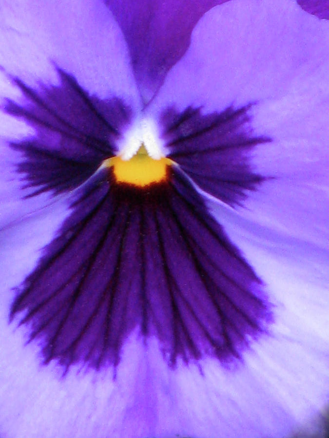 Perfectly Pansy 04 Photograph by Pamela Critchlow