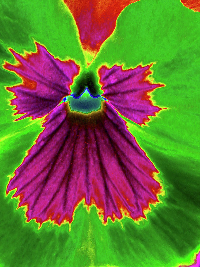 Perfectly Pansy 04 - PhotoPower Photograph by Pamela Critchlow