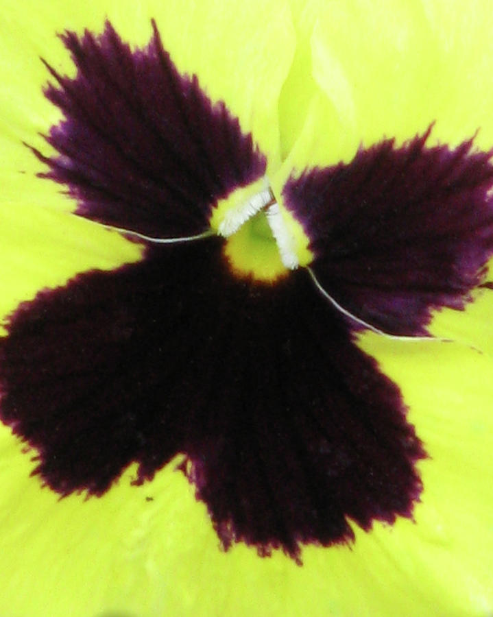 Perfectly Pansy 05 Photograph by Pamela Critchlow
