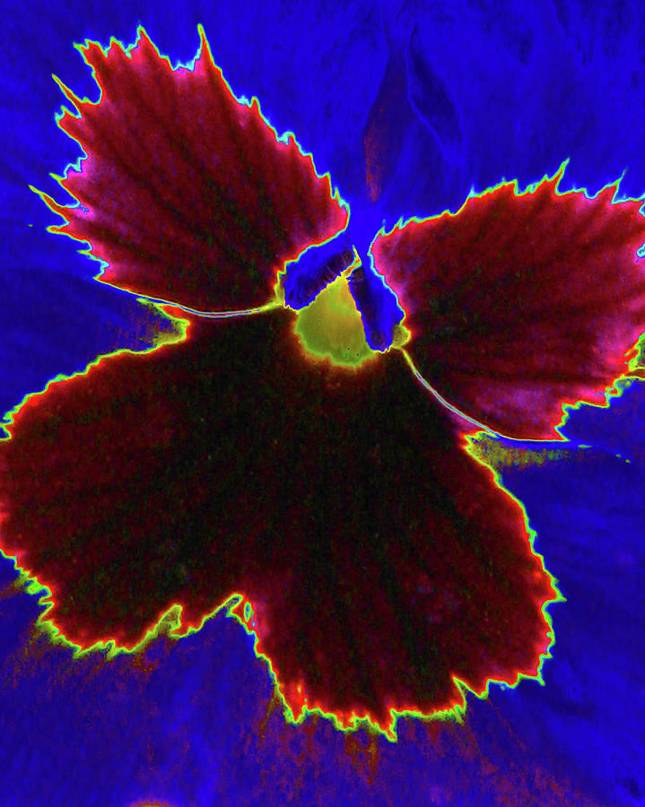 Perfectly Pansy 05 - PhotoPower Photograph by Pamela Critchlow