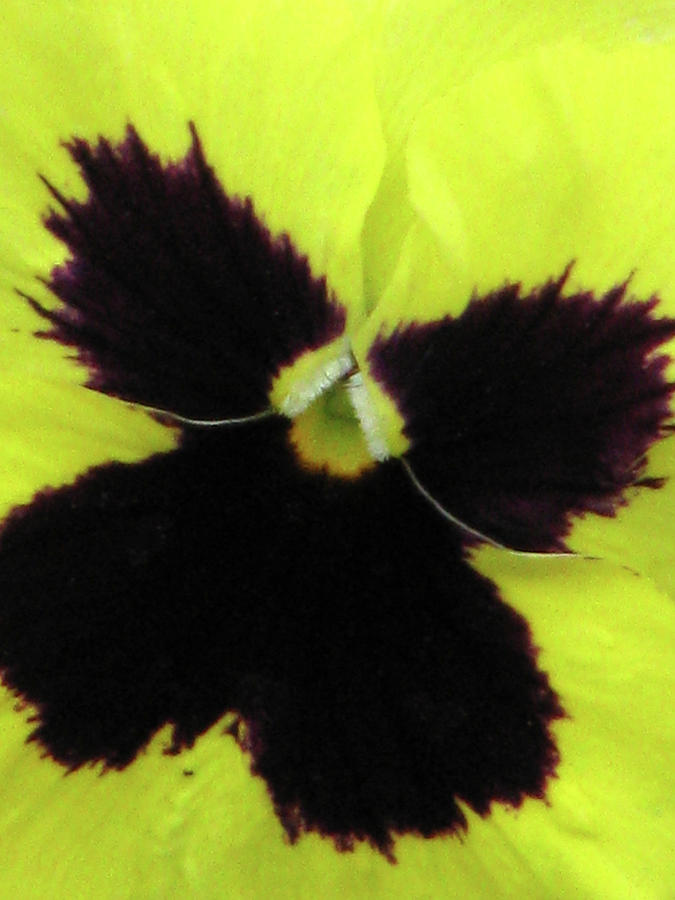 Perfectly Pansy 06 Photograph by Pamela Critchlow