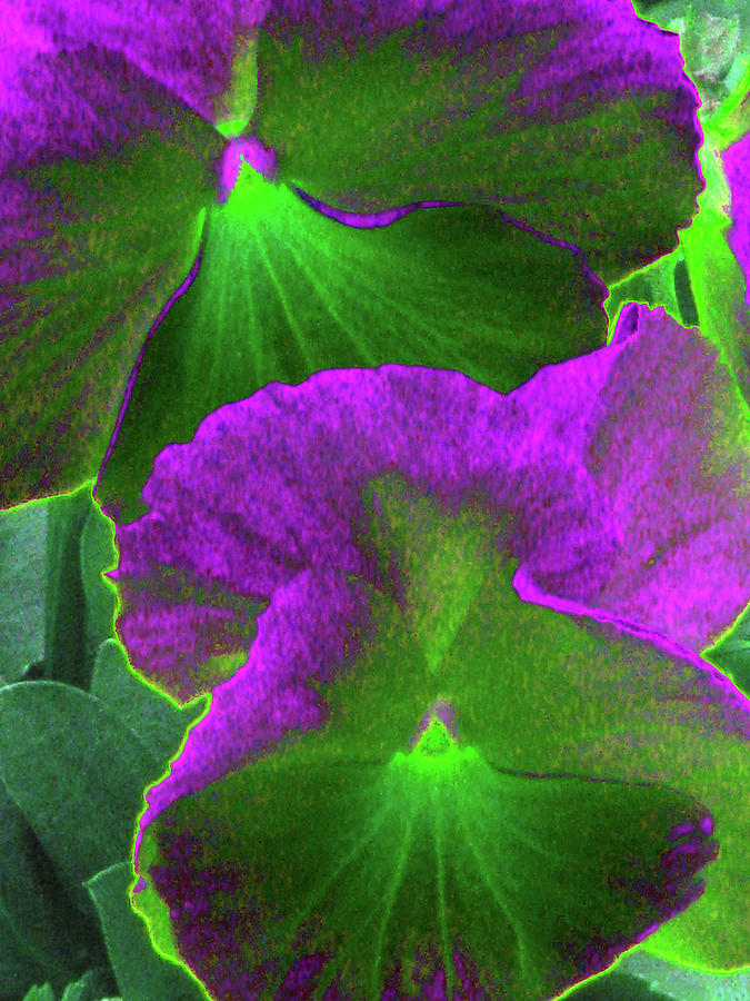 Perfectly Pansy 09 - PhotoPower Photograph by Pamela Critchlow