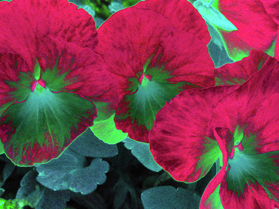 Perfectly Pansy 10 - PhotoPower Photograph by Pamela Critchlow
