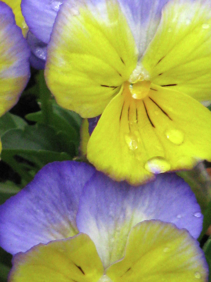 Perfectly Pansy 11 Photograph by Pamela Critchlow